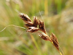 Carex hormathodes
