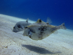 Humpback Turretfish photo 5