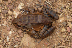 Leptodactylus knudseni