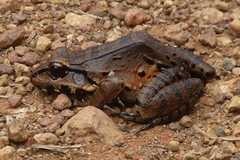 Leptodactylus knudseni