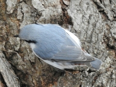 Sitta europaea