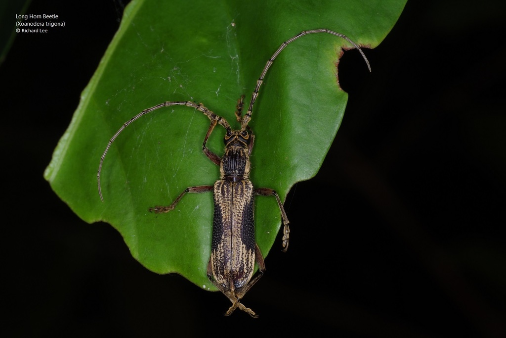 Xoanodera