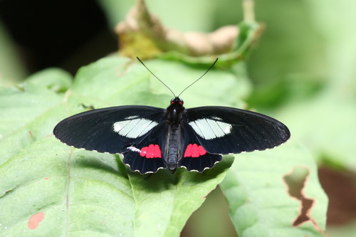 Subspecies Parides Erithalion Smalli Inaturalist