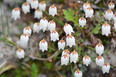 Cassiope lycopodioides