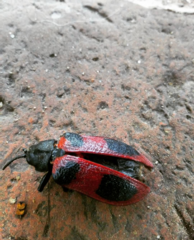 Coraliomela quadrimaculata