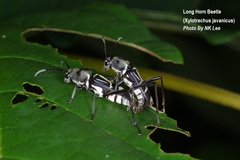 Xylotrechus javanicus
