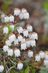 Cassiope lycopodioides