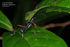 Sclethrus malayanus