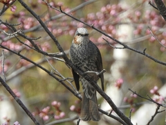 Hypsipetes amaurotis