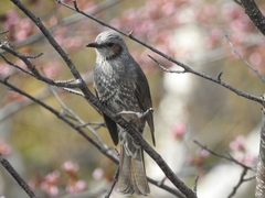 Hypsipetes amaurotis