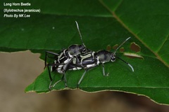 Xylotrechus javanicus
