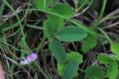 Galactia tenuiflora