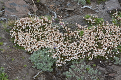 Cassiope lycopodioides
