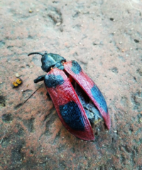 Coraliomela quadrimaculata