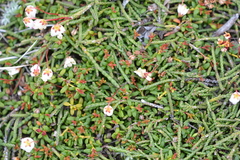 Cassiope lycopodioides