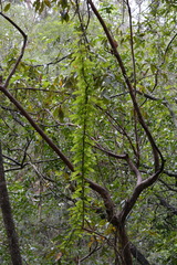 Abrus precatorius africanus