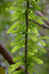 Abrus precatorius africanus