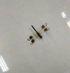 Erythrodiplax umbrata