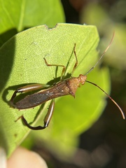 Hyalymenus longispinus