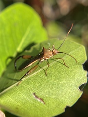 Hyalymenus longispinus