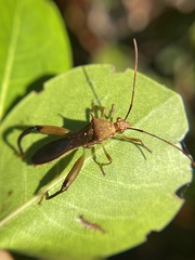 Hyalymenus longispinus