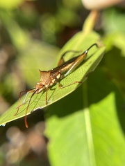 Hyalymenus longispinus