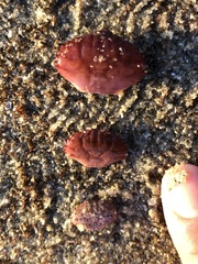 Cycloxanthops novemdentatus