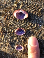 Cycloxanthops novemdentatus