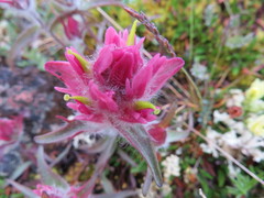 Castilleja elegans