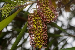 Hakea archaeoides