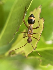 Hyalymenus longispinus