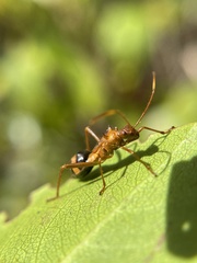 Hyalymenus longispinus
