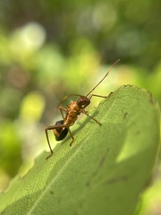 Hyalymenus longispinus