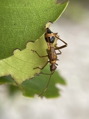 Hyalymenus longispinus