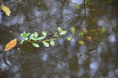 Ludwigia peploides montevidensis