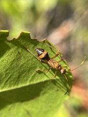 Hyalymenus longispinus