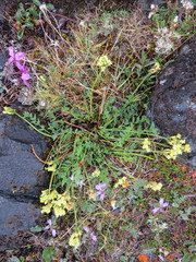 Oxytropis maydelliana