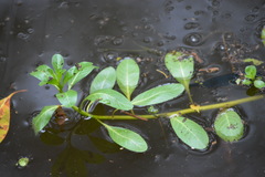Ludwigia peploides montevidensis