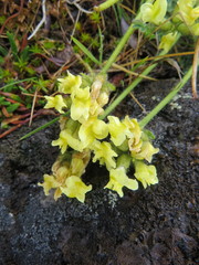 Oxytropis maydelliana