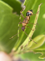 Hyalymenus longispinus