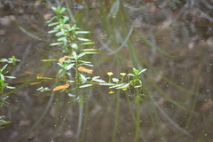 Ludwigia peploides montevidensis