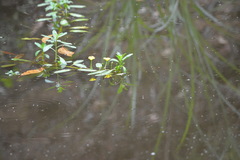 Ludwigia peploides montevidensis
