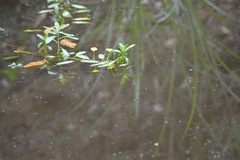Ludwigia peploides montevidensis
