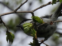 Poecile palustris