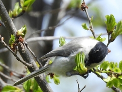 Poecile palustris