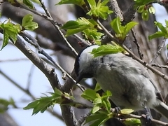 Poecile palustris