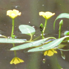 Ludwigia peploides montevidensis