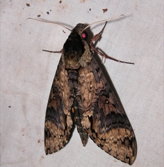 Manduca lucetius