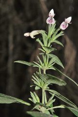 Hypoestes