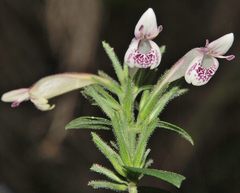 Hypoestes